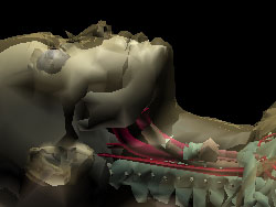 human anatomy model