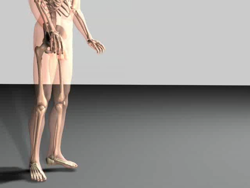bones and skin