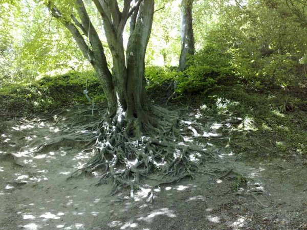 Amberley to Arundel