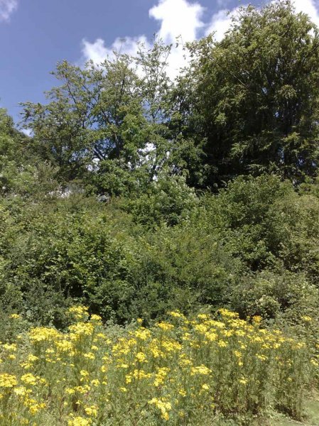 Amberley to Arundel
