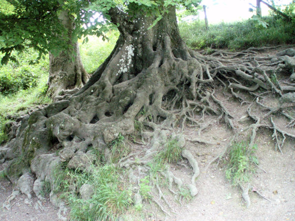 Ambling around Arundel We found some tree roots