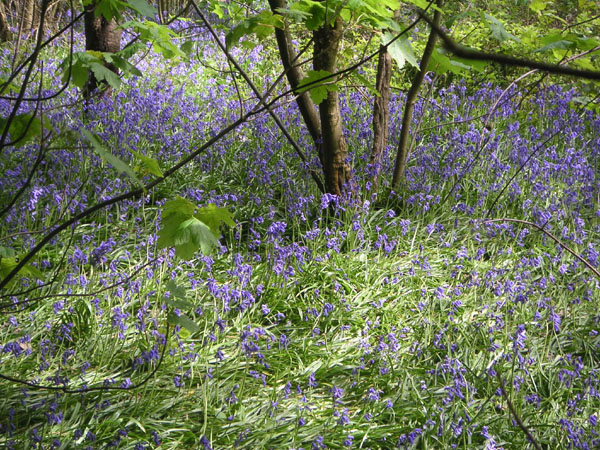 Bluebells in Stanmer woods