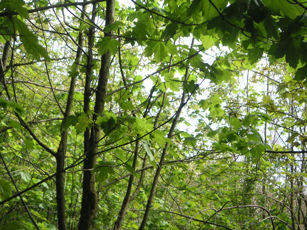 Bluebells in Stanmer woods