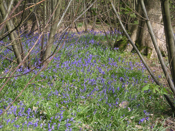 Bluebells in Stanmer woods