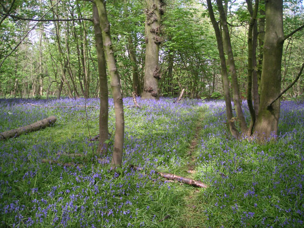 Bluebells in Stanmer woods