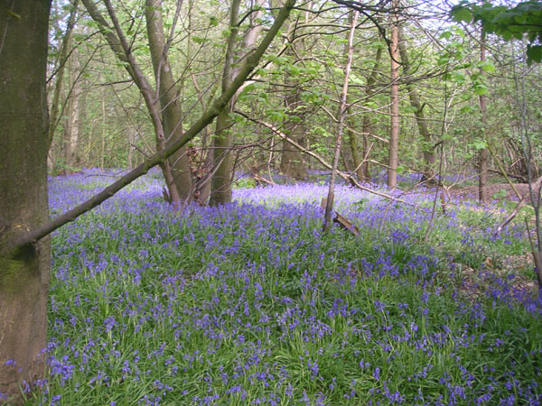 Bluebells in Stanmer woods