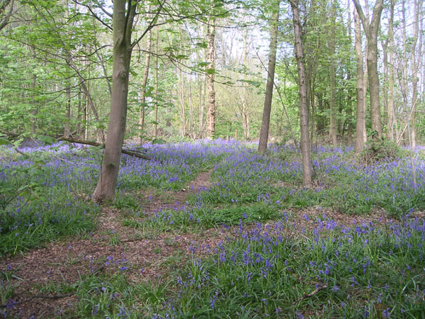 Bluebells in Stanmer woods