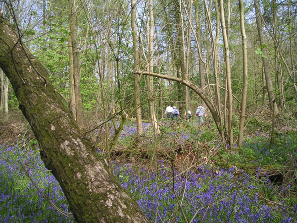 Bluebells in Stanmer woods