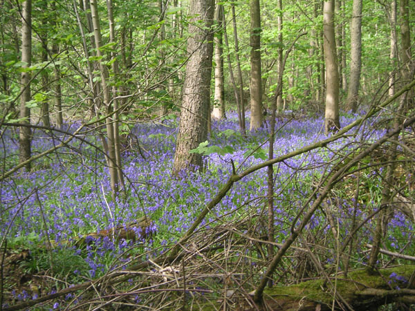 Bluebells in Stanmer woods
