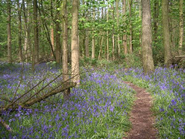 Bluebells in Stanmer woods