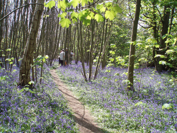 Bluebells in Stanmer woods