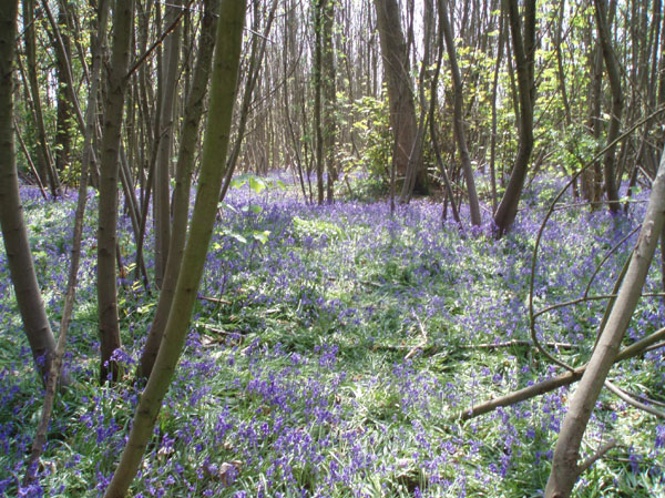 Bluebells in Stanmer woods