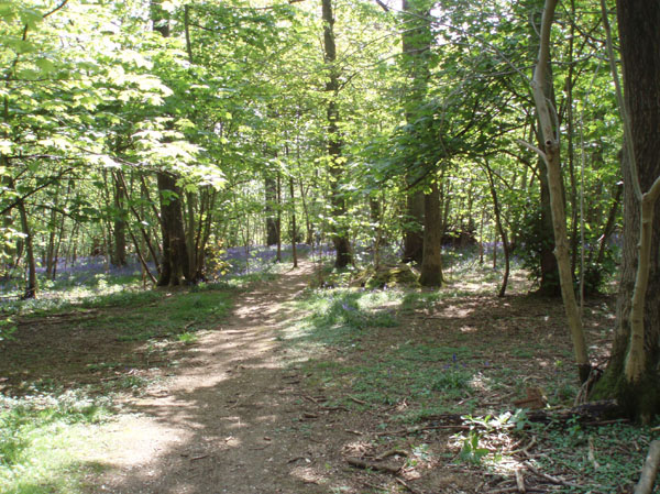 Bluebells in Stanmer woods