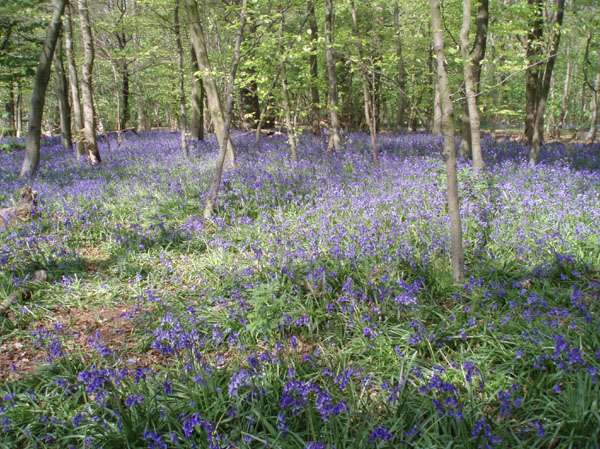 Bluebells in Stanmer woods