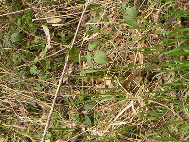 2004_0407_121450AA